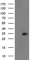 m10821 anti ccnb1ip1 mouse monoclonal antibody clone id oti4h3 wb testing 1