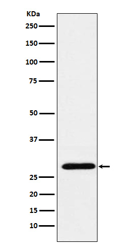 Western blot analysis of RGS18 expression in Human PBMC lysate