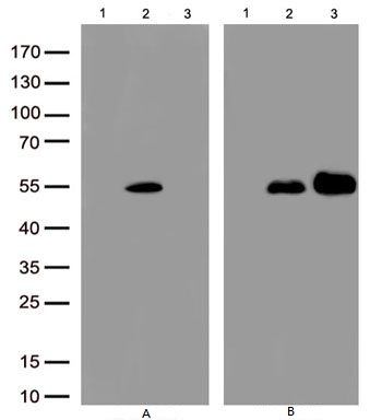 m10853 layn_ primary antibodies wb testing 1_1
