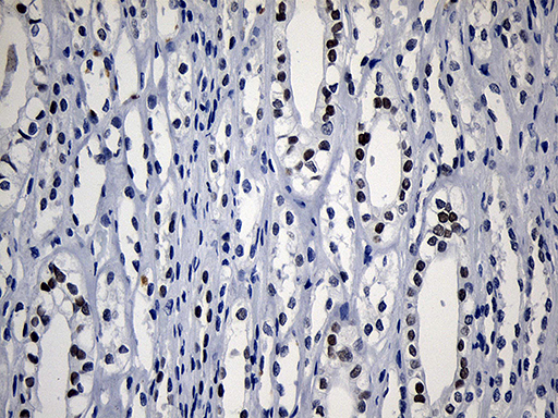 m10857 anti hoxd8 mouse monoclonal antibody clone id oti2a1 ihc testing 4