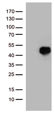 m10857 anti hoxd8 mouse monoclonal antibody clone id oti2a1 wb testing 1