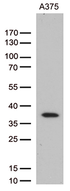 m10857 anti hoxd8 mouse monoclonal antibody clone id oti2a1 wb testing 2