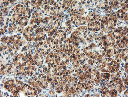 Immunohistochemical staining of paraffin-embedded Human pancreas tissue within the normal limits using anti-AGPAT5 mouse monoclonal antibody