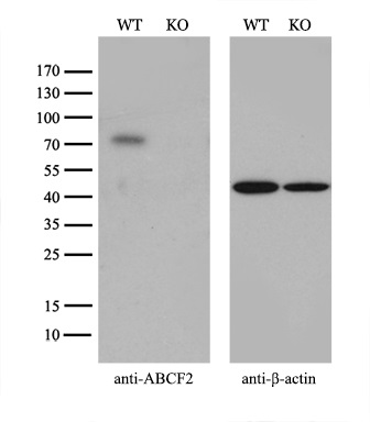 m10873 anti abcf2 mouse monoclonal antibody clone id oti8f4 wb testing 2