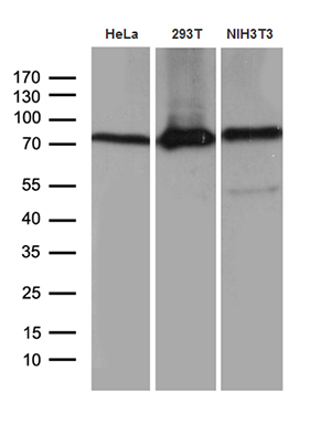 Western blot analysis of extracts (35ug) from 3 different cell lines by using anti-ABCF2 monoclonal antibody (1:500)