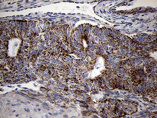 m10898 anti mrpl44 mouse monoclonal antibody clone id oti3h5 ihc testing 4