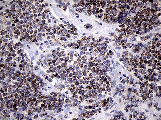 m10898 anti mrpl44 mouse monoclonal antibody clone id oti3h5 ihc testing 6