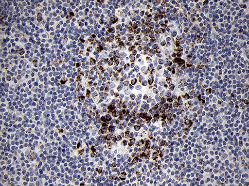 m10898 anti mrpl44 mouse monoclonal antibody clone id oti3h5 ihc testing 7