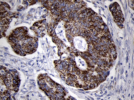 m10898 anti mrpl44 mouse monoclonal antibody clone id oti3h5 ihc testing 8