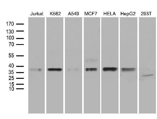 m10898 anti mrpl44 mouse monoclonal antibody clone id oti3h5 wb testing 2