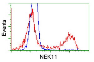 m10929 1 anti nek11 mouse monoclonal antibody clone id oti5e9 flow cytometry testing 2
