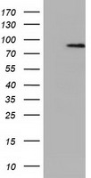 m10929 1 anti nek11 mouse monoclonal antibody clone id oti5e9 wb testing 1