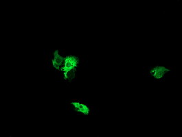 m10929 anti nek11 mouse monoclonal antibody clone id oti5d9 if testing 6
