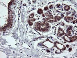 m10929 anti nek11 mouse monoclonal antibody clone id oti5d9 ihc testing 4