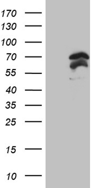 m10933 anti pasd5 npas1 mouse monoclonal antibody clone id oti4c10 wb testing 1