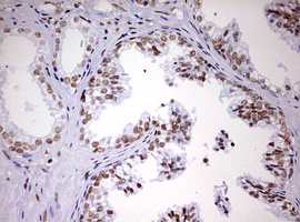 m10946 anti ddx56 mouse monoclonal antibody clone id oti2e5 ihc testing 10