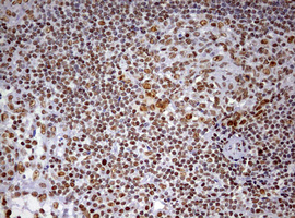 m10946 anti ddx56 mouse monoclonal antibody clone id oti2e5 ihc testing 11
