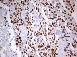 m10946 anti ddx56 mouse monoclonal antibody clone id oti2e5 ihc testing 12