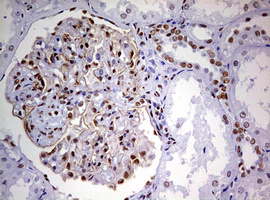 m10946 anti ddx56 mouse monoclonal antibody clone id oti2e5 ihc testing 14