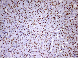 m10946 anti ddx56 mouse monoclonal antibody clone id oti2e5 ihc testing 4