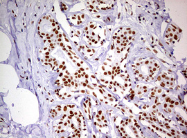 m10946 anti ddx56 mouse monoclonal antibody clone id oti2e5 ihc testing 9
