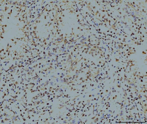 m10947 lsm8 primary antibodies ihc testing 2