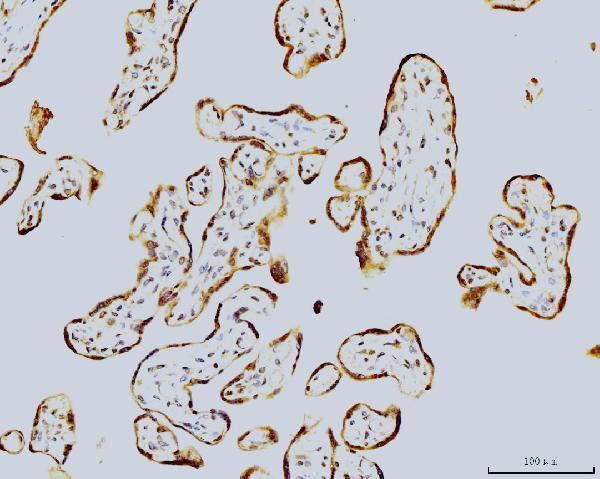 m10947 lsm8 primary antibodies ihc testing 4