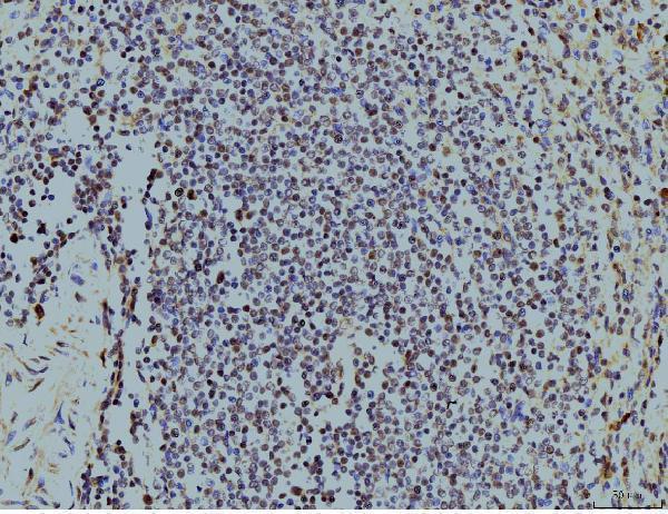 m10947 lsm8 primary antibodies ihc testing 5