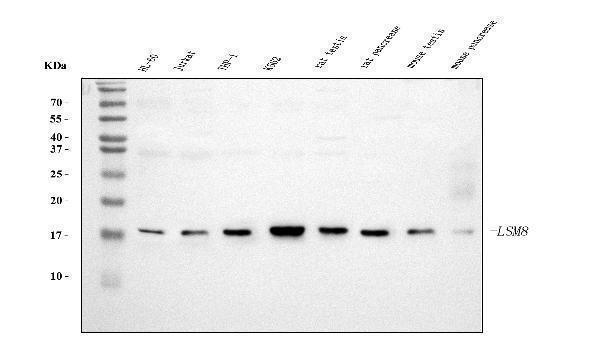 m10947 lsm8 primary antibodies wb testing 1
