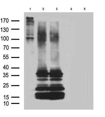 Western blot analysis of lysates from 293T cells transfected with (1)pcDNA4/To-hGPR26