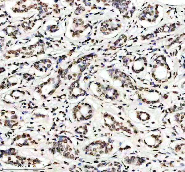 m11068 h2bc12 primary antibodies ihc testing 1