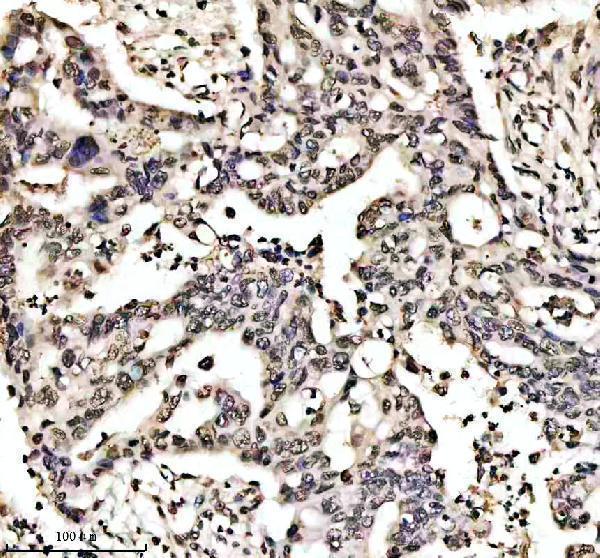 m11068 h2bc12 primary antibodies ihc testing 4