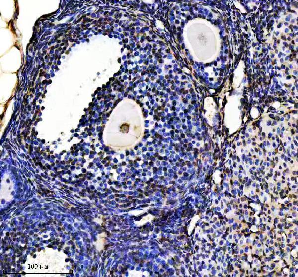 m11068 h2bc12 primary antibodies ihc testing 5