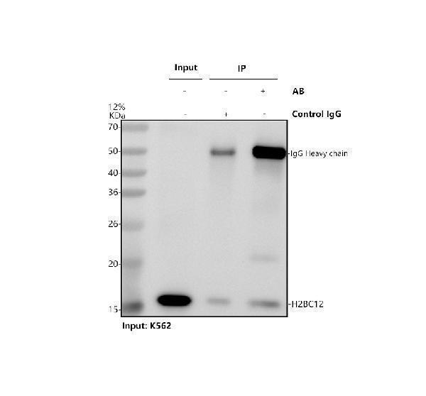 m11068 h2bc12 primary antibodies ip testing 1