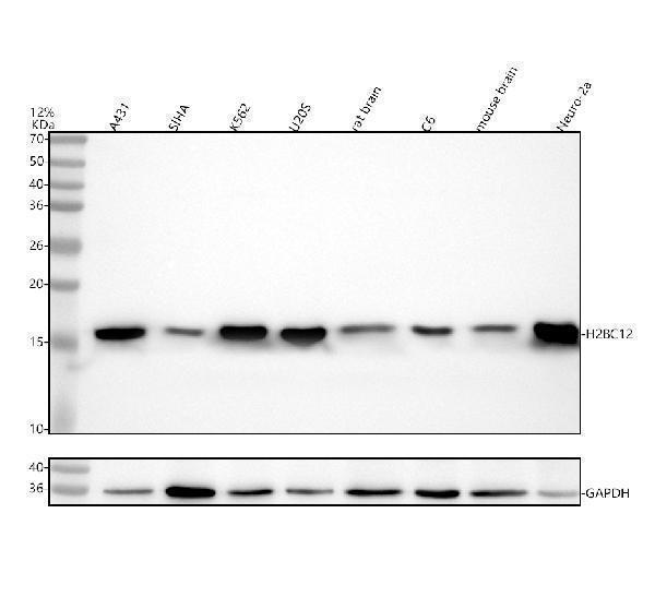 m11068 h2bc12 primary antibodies wb testing 1_1