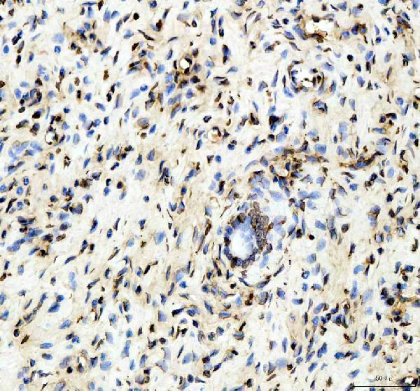 m11068 histone h2b primary antibodies ihc testing 3