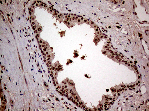 m11132 anti lsm11 mouse monoclonal antibody clone id oti2g7 ihc testing 2