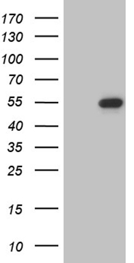 m11132 anti lsm11 mouse monoclonal antibody clone id oti2g7 wb testing 1