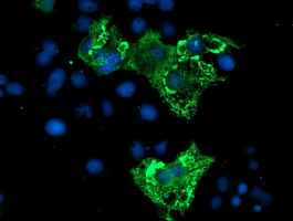 m11133 1 anti dref zbed1 mouse monoclonal antibody clone id oti2a7 if testing 8