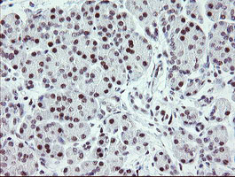 Immunohistochemical staining of paraffin-embedded Human pancreas tissue within the normal limits using anti-ZBED1 mouse monoclonal antibody