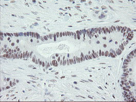 m11133 1 anti dref zbed1 mouse monoclonal antibody clone id oti2a7 ihc testing 6