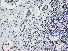 m11133 1 anti dref zbed1 mouse monoclonal antibody clone id oti2a7 ihc testing 7