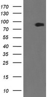 HEK293T cells were transfected with the pCMV6-ENTRY control (Left lane) or pCMV6-ENTRY ZBED1 (Right lane) cDNA for 48 hrs and lysed