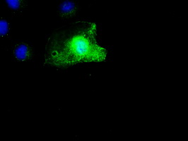 m11167 1 anti scy1 like 3 scyl3 mouse monoclonal antibody clone id oti4f10 if testing 4