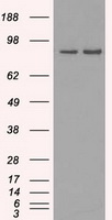 m11167 1 anti scy1 like 3 scyl3 mouse monoclonal antibody clone id oti4f10 wb testing 1