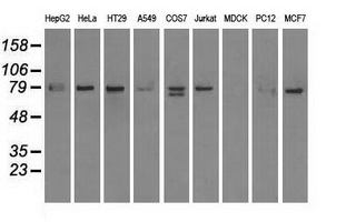 m11167 1 anti scy1 like 3 scyl3 mouse monoclonal antibody clone id oti4f10 wb testing 2