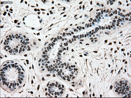 m11167 anti scy1 like 3 scyl3 mouse monoclonal antibody clone id oti1a5 ihc testing 5