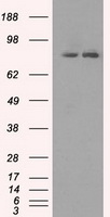HEK293T cells were transfected with the pCMV6-ENTRY control (Left lane) or pCMV6-ENTRY SCYL3 (Right lane) cDNA for 48 hrs and lysed