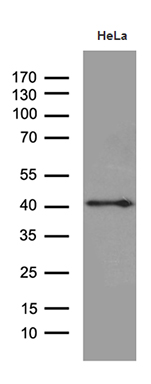 Western blot analysis of extracts (35ug) from HELA cell line by using anti-TAF1A monoclonal antibody (1:500)