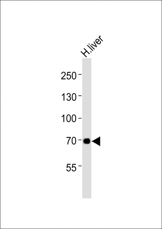 m11195 anti gabrq antibody c term wb testing 1